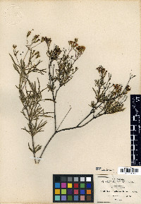 Stevia salicifolia image