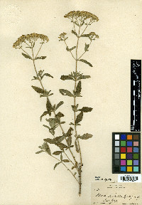 Stevia palmeri image