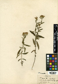 Stevia plummerae image