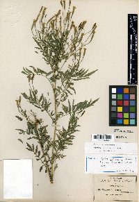 Tagetes jaliscensis image