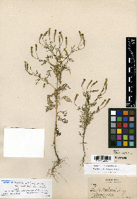 Tagetes wislizeni image
