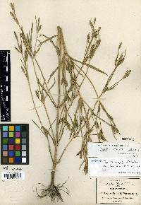 Tagetes pringlei image