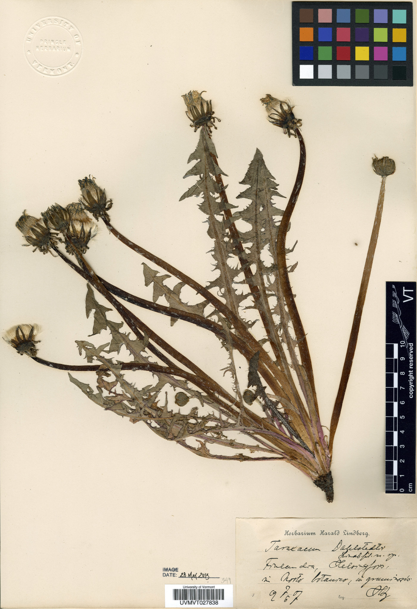Taraxacum officinale subsp. officinale image