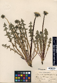 Taraxacum duplidens image