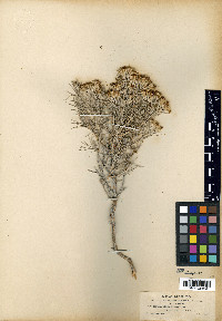 Tetradymia filifolia image