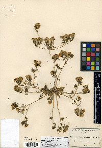 Thymophylla concinna image