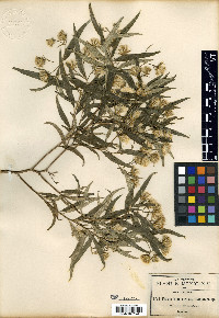 Trixis hyposericea image