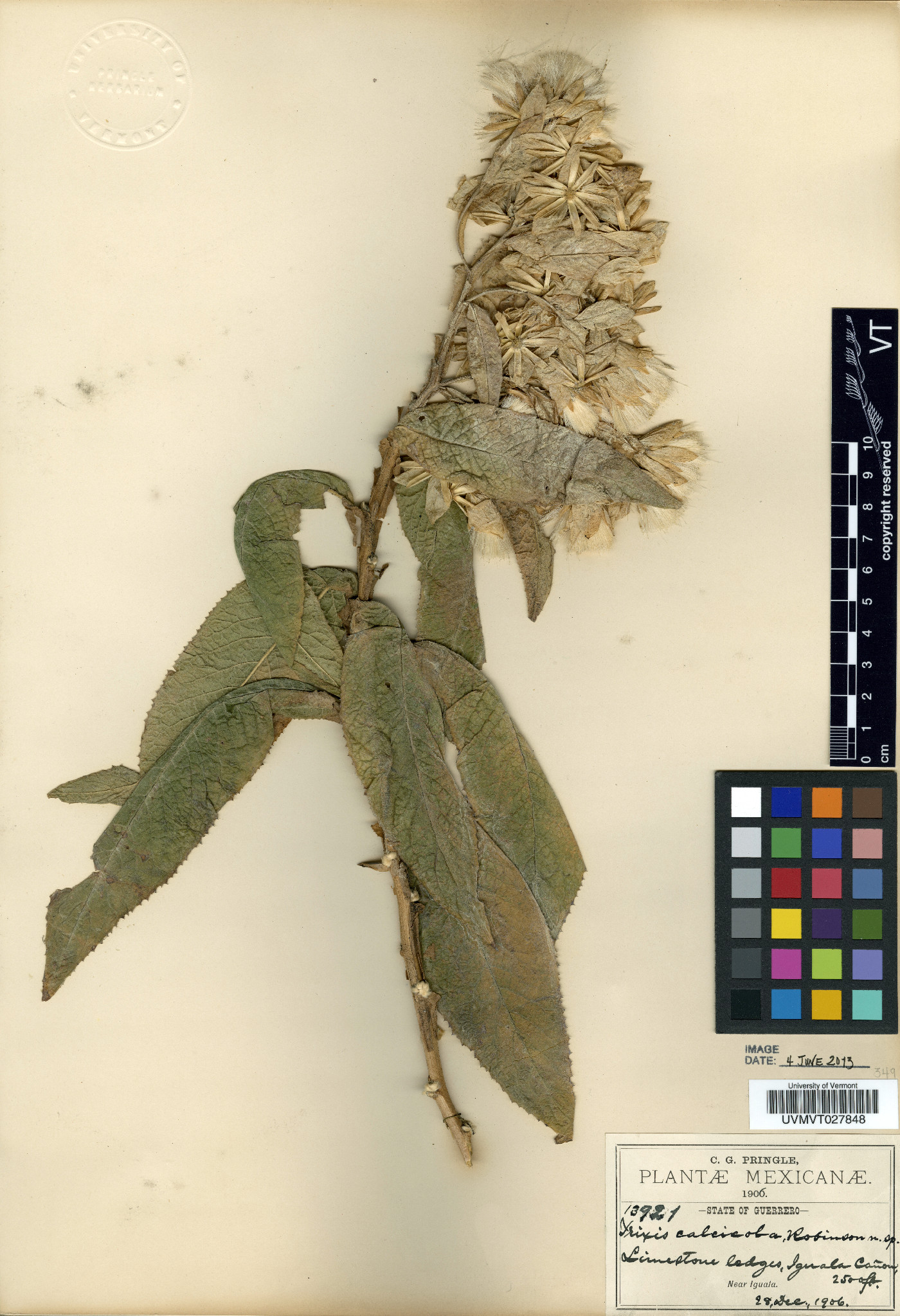 Trixis calcicola image