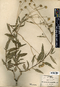 Verbesina chihuahuensis image