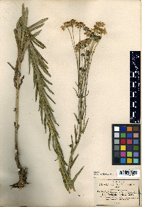 Verbesina hypomalaca image