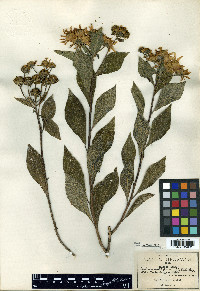Verbesina liebmannii image