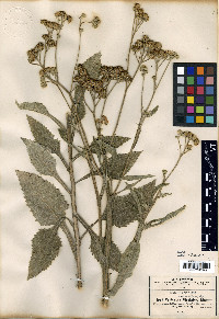 Verbesina encelioides image
