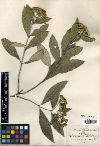 Verbesina oncophora image