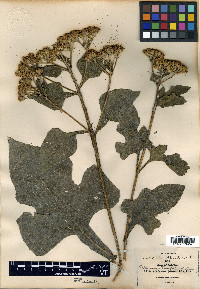Verbesina montanoifolia image