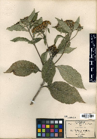 Verbesina oncophora image