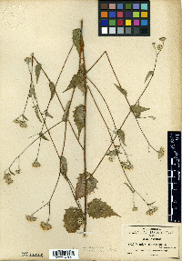 Viguiera microcephala image