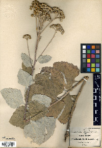 Zaluzania discoidea image