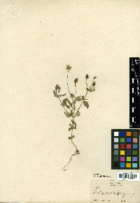 Tridax erecta image