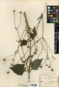 Tridax platyphylla image