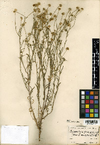 Erigeron incomptus image