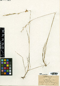 Schizachne purpurascens image