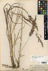 Calamagrostis canadensis var. langsdorffii image