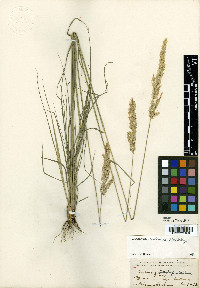 Calamagrostis rubescens image