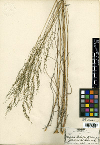 Eragrostis palmeri image