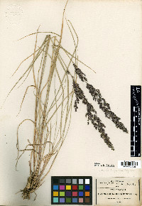 Muhlenbergia longiligula image