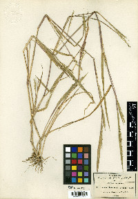 Panicum vaseyanum image