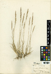 Poa secunda var. juncifolia image
