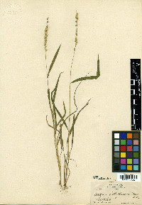 Setaria latiglumis image