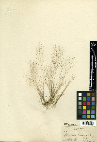 Sporobolus annuus image