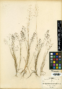 Sporobolus macrospermus image