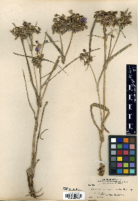 Tradescantia laramiensis image