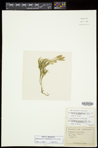 Diphasiastrum sabinifolium image