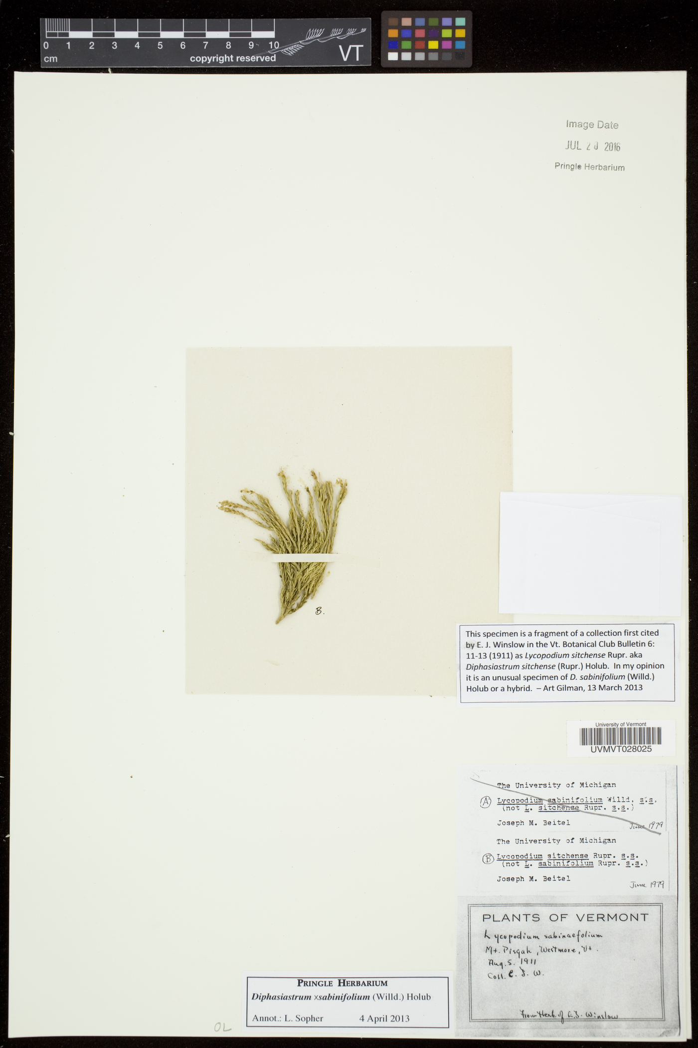 Diphasiastrum sabinifolium image