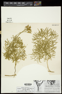 Diphasiastrum tristachyum image