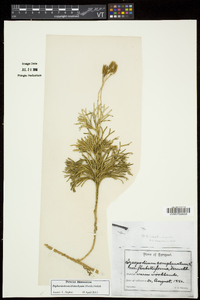 Diphasiastrum tristachyum image