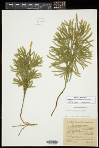 Dendrolycopodium dendroideum image