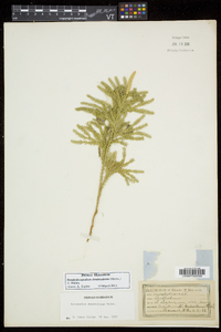 Dendrolycopodium dendroideum image