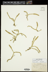 Lycopodiella inundata image