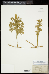 Dendrolycopodium dendroideum image