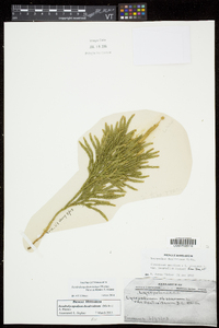 Dendrolycopodium hickeyi image