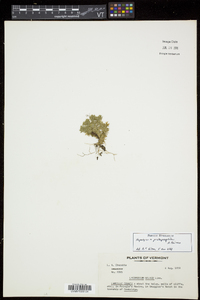 Huperzia protoporophila image