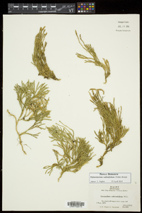 Diphasiastrum sabinifolium image