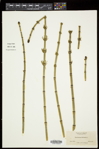 Equisetum fluviatile image