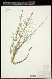 Equisetum palustre image