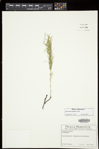 Equisetum pratense image