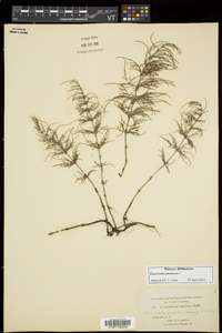 Equisetum sylvaticum image